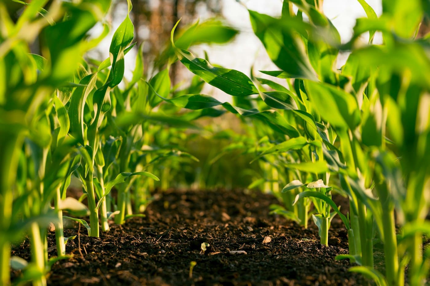 Hands working cultivated soil, standing in for CTLI agriculture training